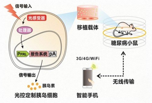 22 兼具高能量转换效率
